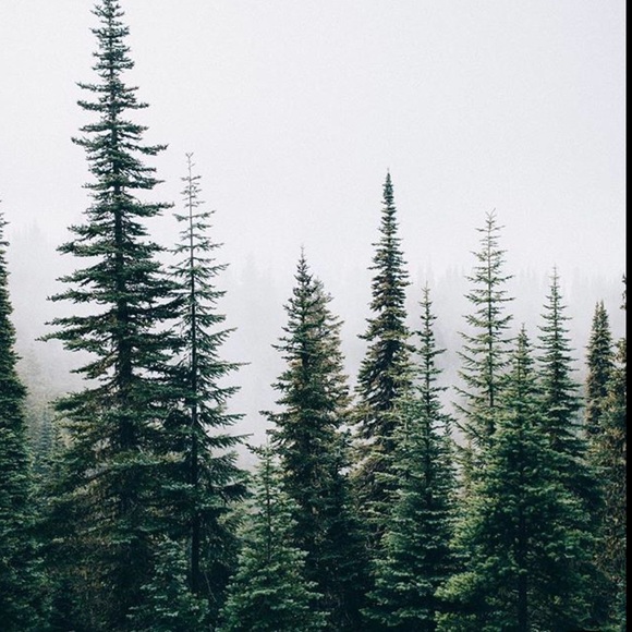 rusticpinefinds